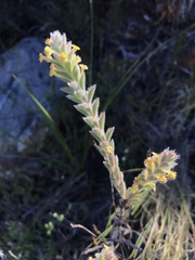 Struthiola tomentosa