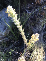 Struthiola tomentosa