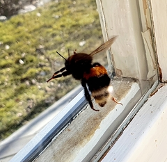 Bombus
