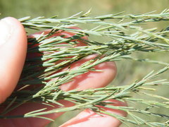 Lasiosiphon polycephalus