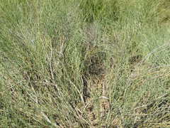 Lasiosiphon polycephalus