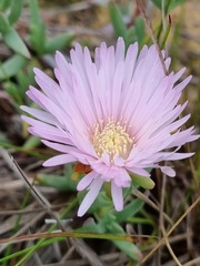Lampranthus lavisii
