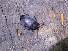 Penthe pimelia
