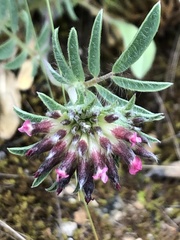 Anthyllis vulneraria rubriflora