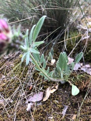 Anthyllis vulneraria rubriflora