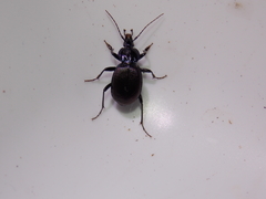 Sphaeroderus stenostomus
