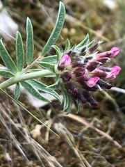 Anthyllis vulneraria rubriflora