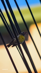 Coereba flaveola