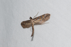 Hydriris chalybitis