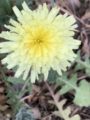 Urospermum dalechampii