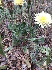 Urospermum dalechampii