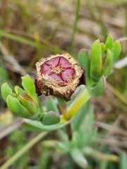 Lampranthus lavisii