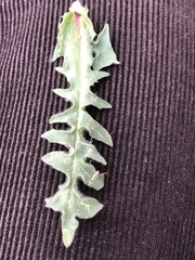 Urospermum dalechampii