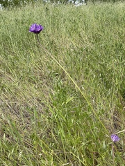 Dichelostemma congestum