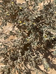 Heliotropium arbainense