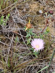 Lampranthus lavisii