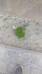 Euphorbia peplus
