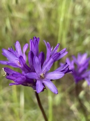 Dichelostemma congestum