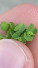 Euphorbia peplus