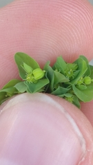 Euphorbia peplus