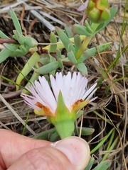 Lampranthus lavisii