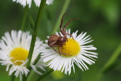 Xysticus croceus