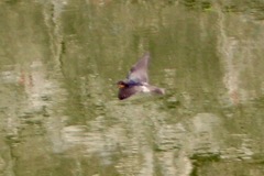 Hirundo tahitica