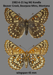 Euphydryas anicia bernadetta