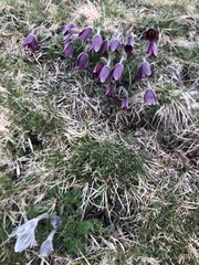 Pulsatilla rubra