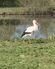 Ciconia ciconia