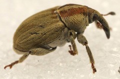 Sibinia attalica
