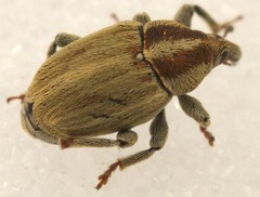 Sibinia attalica