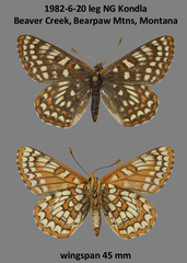 Euphydryas anicia bernadetta