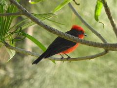 Pyrocephalus rubinus