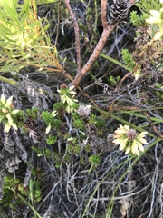 Erica coccinea