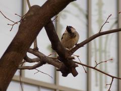 Passer domesticus