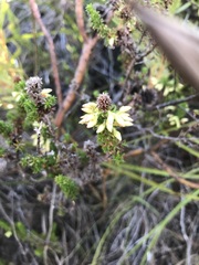 Erica coccinea