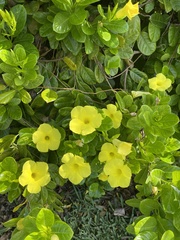 Pentalinon