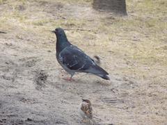 Columba livia domestica
