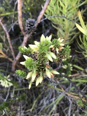 Erica coccinea