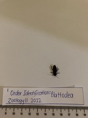 Blattodea