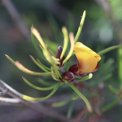 Pultenaea mollis