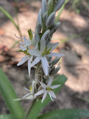 Chlorophytum arundinaceum (Chlorophytum arundinaceum)