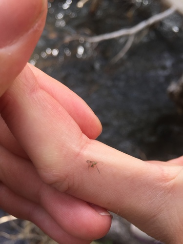 iNaturalist observation photo of Non-biting Midges