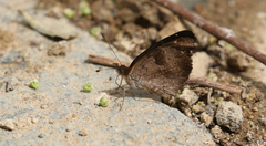 Anthanassa atronia