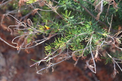 Pultenaea mollis