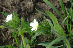 Cerastium nemorale