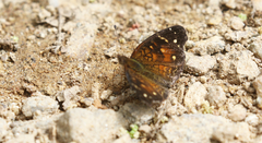 Anthanassa atronia