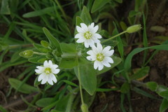 Cerastium nemorale