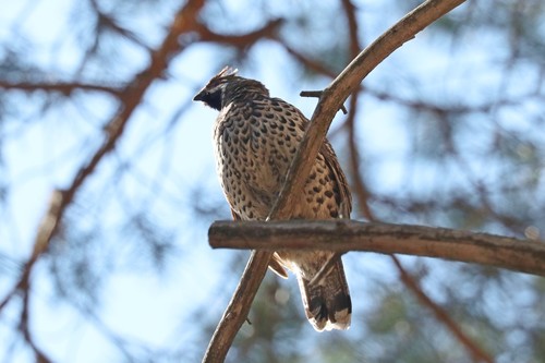 Grévol común (Tetrastes bonasia)